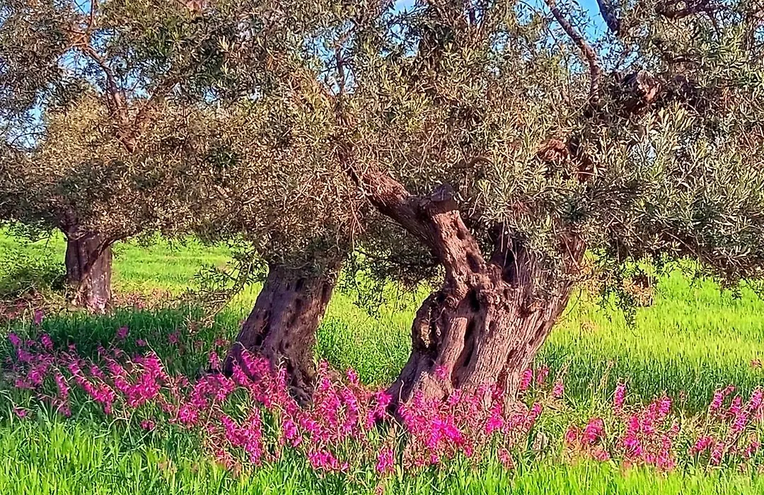 B&B Villa Nella-1